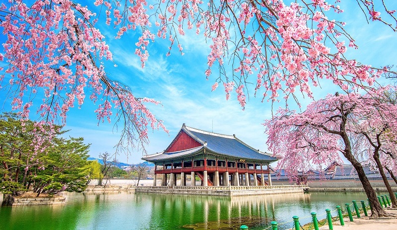 du-hoc-nhat-ban-hay-han-quoc-tot-hon